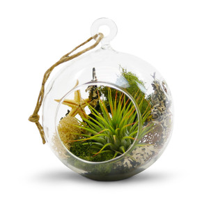 HCH0104-ใสแขวนแก้ว Terrarium/เชิงเทียน-4 "x 5" - Product Image 2