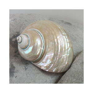 Concha Marina Pulida Verde de Alta Calidad, Artesanía, Recuerdo con Diseño Animal para Decoración, de Vietnam - Product Image 1