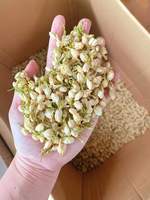 Getrocknete Jasmin blüten und getrocknete Jasmin knospen, natürlich duftend und entspannend, perfekt getrocknete Jasmin blüten für Luxus rituale