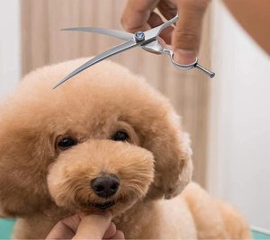 Tijeras de Peluquería Canina Profesionales OEM de Alta Calidad, Curvas, Modernas, de Acero Inoxidable de 8 Pulgadas, Portátiles para Perros y Gatos - Product Image 5