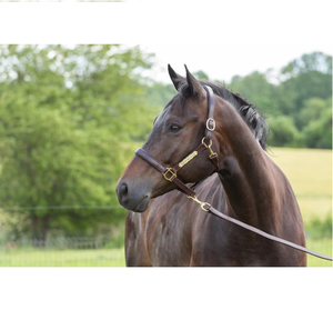 Licou en cuir cousu fantaisie avec plaque intelligente - Product Image 1