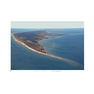 Grandes quantités de bûches de hêtre de qualité supérieure pour les besoins de construction et d'artisanat du bois - Product Image 3