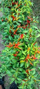 Graines hybrides de piment fort Capital F1 - Product Image 6