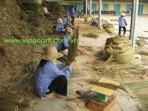 ฤดูกาลวัตถุดิบไม้กวาดหญ้าใหม่ - วัสดุไม้กวาดหญ้าเวียดนามคุณภาพสูง - วัสดุจากธรรมชาติ - Product Image 4