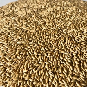 Venta al por mayor de semillas orgánicas para canarios - Product Image 5