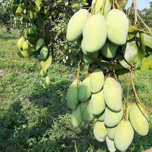 Rebanada suave de fruta tropical de Vietnam de Mango Seco utilizada para hornear postres batidos mezcla de aperitivos y usos culinarios - Product Image 4