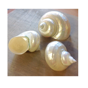 เปลือกหอยเทอร์โบเบอร์เกสไข่มุกขัดเงาสำหรับตกแต่งบ้านและหัตถกรรมเกรดพรีเมี่ยมจากเวียดนาม - Product Image 4