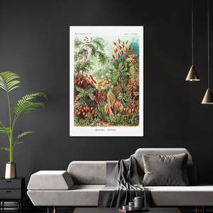 Ernst Haeckel's Modern Design 'Moss' <b>Poster</b> Art Forms in Nature Plate 72 Black Frame Paper Material - Product Image 2
