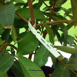 Étiquettes de plantes à enfiler de haute qualité de 25cm étiquettes de pépinière en plastique imperméables mélangent les couleurs pour le jardin et la ferme durables et écologiques - Product Image 5