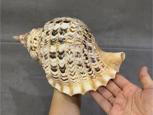Triton Trumpet Shell Listo para Shell Ornament Supply Proyectos de decoración de bodas y tiendas de exhibición para el hogar - Product Image 6