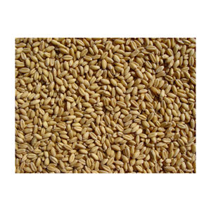 Grain de blé tendre de qualité pour les ventes/grain de blé pour l'alimentation animale et humaine/grain de blé prix de marché le plus bas - Product Image 3
