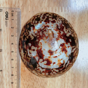 Concha de limpet ovalada premium de Vietnam para incrustaciones de instrumentos musicales, decoración de guitarra personalizada, concha marina de alto brillo - Product Image 1