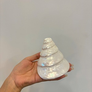 Matériau marin brut de coquillage naturel du Vietnam pour l'aménagement paysager d'aquarium de décor à la maison de Style côtier et l'approvisionnement d'artisanat de bricolage - Product Image 6