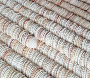 Conchas de vieira ecológicas para decoración | Bordes de corte de alta precisión limpios y pulidos - Product Image 2