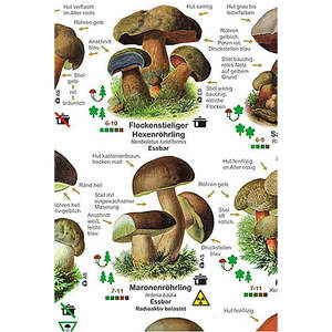 Affiche de champignons DIN A1 allemande pour kits éducatifs - Product Image 2