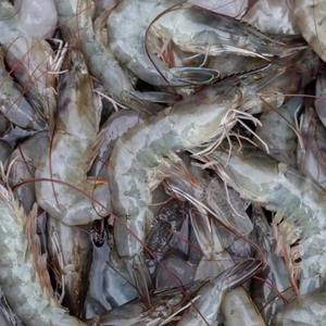 Crevettes Vannamei surgelées de qualité supérieure à vendre, emballées sous vide, fraîches et savoureuses, livraison rapide pour les restaurants et les chefs à domicile - Product Image 1