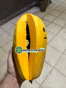 Semillas Híbridas de Papaya T2 F1, 99% de Pureza, 80% de Germinación - Product Image 6