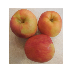 Tarte aux pommes Granny Smith vertes, croustillantes, fraîches, pour les distributeurs, les détaillants, les hôtels, les restaurants et les marchés aux produits frais - Product Image 1