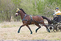 Collar de Cuero para Caballo Francés, Acolchado Suave, para Carruaje, Collar de Cuero Negro para Arnés de Caballo, Collar de Cuero Personalizado para Caballo - Product Image 5
