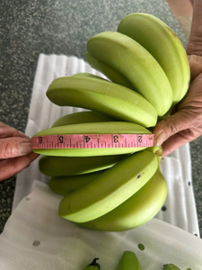 Plátanos Frescos Cavendish G9, Suministro a Granel, Hechos con Fruta Tropical para Distribución Minorista, Vietnam, por 99 Gold Data - Product Image 6