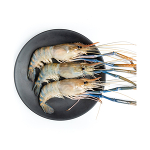 Crevettes Vannamei fraîches congelées anguilles vivantes de bonne qualité de délicieux fruits de mer - Product Image 4