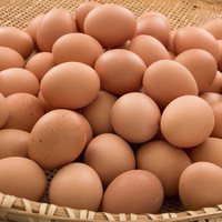 Meilleur prix pour les œufs de poule frais bruns et blancs, directement de la ferme