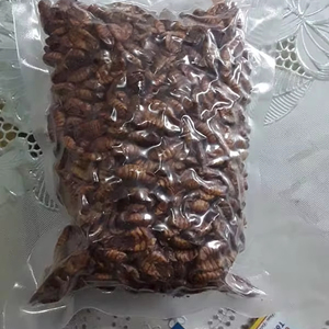 DISTRIBUCIÓN AL POR MAYOR PUPAE SILKWORM ALTA NUTRICIÓN - Product Image 1
