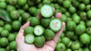 PUREE DE DRACONTOMELON CONGELÉ VIETNAMIEN PERFUSÉE DE FEUILLE DE CATAPPA DE TERMINALIE NATURELLE POUR UNE SANTÉ IMMUNITAIRE OPTIMALE - Product Image 3