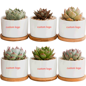 Maceta suculenta <span class=keywords><strong>de</strong></span> flores <span class=keywords><strong>redondas</strong></span> <span class=keywords><strong>de</strong></span> cerámica blanca barata con bandeja <span class=keywords><strong>de</strong></span> Bambú - Product Image 1