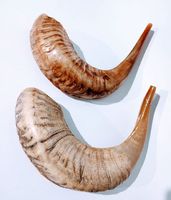 Corne de béliers moyenne Shofar coquille naturelle corne de buffle corne à boire Style animal poli décoration de la maison artisanat Technique brute