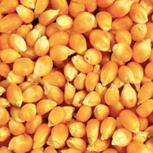 Maíz Dulce Amarillo Seco a Granel, Alta Pureza, Granos, Capacidad de Envío de 25 Toneladas, Apto para Alimentación Animal y Sector Alimentario - Product Image 1