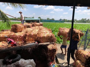 Jacinto de agua seco de Vietnam, material natural de jacinto de agua para artesanía, tejido, muebles, cestas, precio de fábrica 2026 - Product Image 6