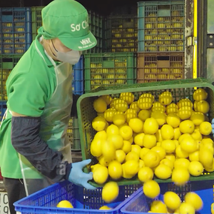Puré de Cojo Cojo de Naranja con Nata de Coco en Botella de 320 ml, Venta al por Mayor, OEM, ODM, Suministro de Marca Privada - Product Image 6