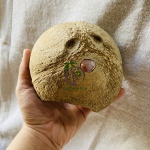 Coquille de noix de coco naturelle, grotte, cabane, Aquarium, décoration pour les poissons, nouveau Design, coquille de noix de coco, Reptiles, cachette, grotte, résine, cachette, Aquarium - Product Image 4