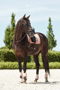 Tapis de selle de saut d'équilibre en velours et cardamome Accessoire équestre de qualité supérieure - Product Image 6