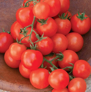 Small Red Cherry Tomato NON-GMO Organic High Yield Fresh Crop - Product Image 3