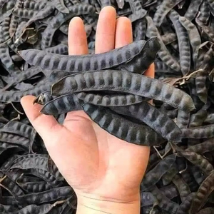 HIGH GRADE Honey Locust Dried Fructus Gleditschiae From Vietnam - Product Image 1