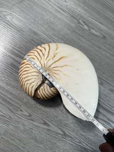 เปลือกหอยนอติลุสคุณภาพส่งออก แบบมีช่อง สำหรับตกแต่งบ้าน งานฝีมือ DIY ขายส่งจากเวียดนาม - Product Image 5