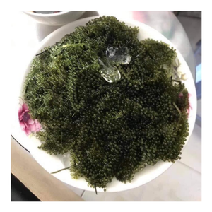 Raisin de mer séché, article d'exportation tendance provenant d'un fournisseur vietnamien 99D, avec des prix attractifs pour les acheteurs en gros - Product Image 5