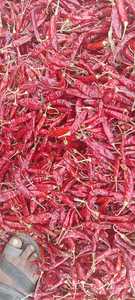 Chile Rojo Seco Premium Capsicum Annuum de Grado Alimenticio, Limpio, Clasificado, con Control de Humedad, Alto Color, ASTA, Vida Útil de 12-18 Meses - Product Image 3