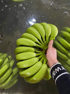 Banane verte crue fraîche de haute qualité du Vietnam - Product Image 2