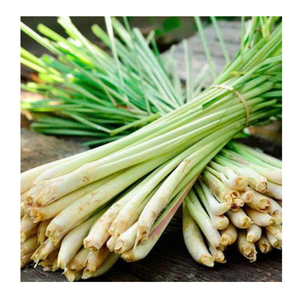 Venta al por mayor de hierba de limón congelada cortada y picada rodajas de hierba de limón congeladas para condimentar hierba de limón congelada exportación Vietnam - Product Image 4