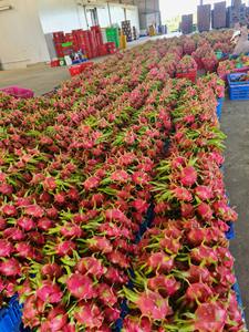 Bloc de pulpe de fruit de la meilleure qualité de fruit du dragon frais pour des demandes de volume élevées de jus frais et d'ingrédients culinaires colorés - Product Image 6