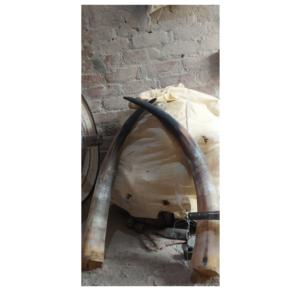 Par de bocina de búhos, claxon natural para regalo, artesanías y pulido brillante, superventas, 100% - Product Image 1