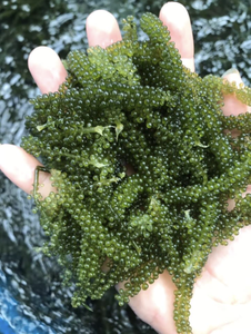 MEJOR VENDEDOR 100% Uvas de mar naturales de alta calidad, versátiles para alimentos y medicinas - Product Image 3