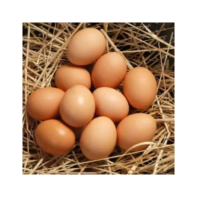 بيض دجاج أبيض عضوي طازج بسعر تنافسي للبيع بالجملة بيض دجاج بني طازج