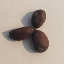 Semi di Cotone Organico di Alta Qualità Premium in Vendita Qualità Premium AA 40-600cm <span class=keywords><strong>per</strong></span> Giardinaggio - Product Image 6