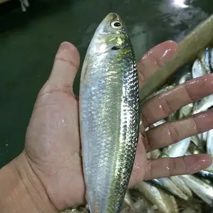 餌用冷凍魚イワシ