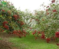 2025 Groothandel Iqf Biologische Rambutan Vers Zoet Geconserveerd Hoge Kwaliteit Water Vietnam Tuinen Bulk Vacuüm Verpakt Bevroren Fruit