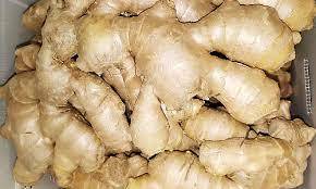 ขิงที่มีคุณภาพสูงทั้งขิงสดผักแห้ง-ขิงผักอร่อยในเวียดนามตามวันหยุด - Product Image 4